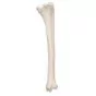 Tibia A35/3 3B Scientific