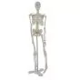 Human anatomical mini skeleton (45 cm) - Mediprem