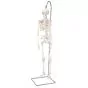 Mini Human Skeleton - Shorty - on hanging stand A18/1