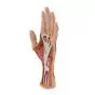 Hand structure model, 3 part M18