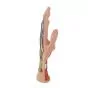 Hand structure model, 3 part M18
