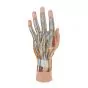 Hand structure model, 3 part M18