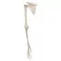 Arm Skeleton with scapula and clavicle, left A46L
