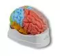 Brain functional / regional 5-parts Erler Zimmer