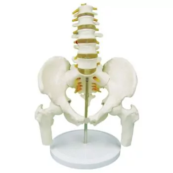 5-piece Pelvis with lumbar vertebrae and femur heads - Mediprem