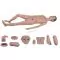Bisexual nursing mannequin - Mediprem
