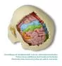 Brain functional / regional 5-parts Erler Zimmer