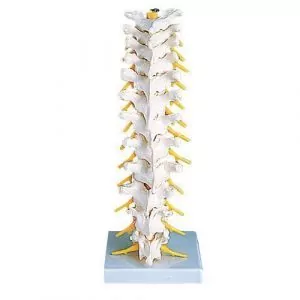 Thoracic Spinal Column A73