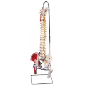 Colonne vertébrale classique flexible peinte avec des moignons de fémur A58/3