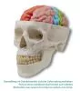 Brain functional / regional 5-parts Erler Zimmer